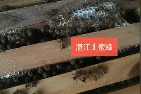 很多新手问蜜蜂乱做蜂巢，怎么办好，其实方法很简单。