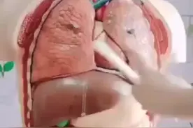 带你了解人体构造，原来人体内脏是这么组成的。 ​视频封面