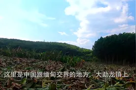 中缅边境区，成片的香蕉林被砍掉了，深入了解后才知道真实的原因视频封面