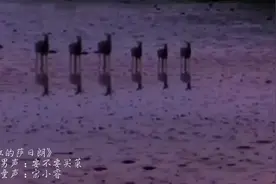 戴上耳机，左耳男声，右耳童声~当傻狍子配上《火红的萨日朗》视频封面