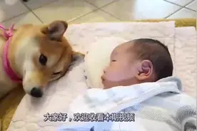 黏人的狗狗不停的舔萌娃，舔完后还咧着嘴，笑的可开心了视频封面