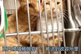 感人！被主人抛弃的橘猫两姐妹，紧抱在一起！视频封面