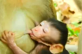 幸福的小猴仔，安逸的躺着猴妈怀里吃奶，好可爱视频封面
