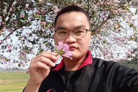 广西柳州紫荆花开了，不愧柳州市花，农村道路两边也种满紫荆花了视频封面