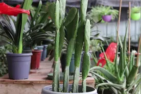 养仙人掌，牢记这4点，旺盛生长，株型更健壮肥厚视频封面