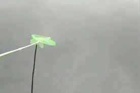 杏花公园捞鱼我们捞的装不下别人一条没捞着，传授点技巧立马见效视频封面