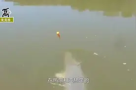 体长三米的巨鱼，堪称生态杀手，这类鱼不能放生！视频封面