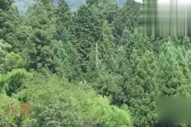 清明酒醉鸟的叫声：清明赶会去！一种关于悼念诸葛亮的鸟儿！视频封面