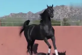 都说做人不能太骄傲，那么一只马骄傲呢？这尾巴太吸引眼球视频封面