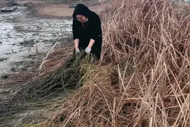 90后湖北农村姑娘户外打野，黄鳝没抓到，没想到捡了36斤这种野货视频封面