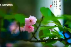 客家人传统扫墓（挂纸）时间并不在清明，而是在春秋两祭。视频封面
