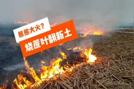 蔗农每年都这么烧，不仅蔗叶烧得干净，还利于机械翻新土视频封面