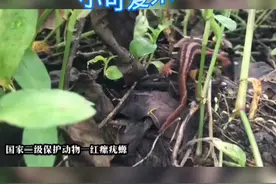 【叮！红瘰疣螈[hóng luǒ yóu yuán]上线喽】图片