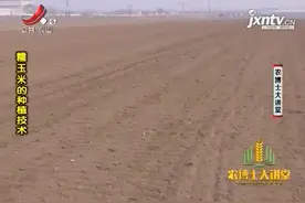 糯玉米的种植4：糯玉米采用地膜覆盖栽培的方式，来提高经济效益视频封面