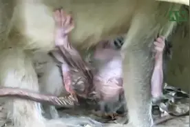 新生儿小声叫着妈妈，它要喝奶......视频封面