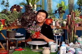 漂亮又好养的香雪球，种在室外招蜂引蝶，种在花盆开花成球！视频封面