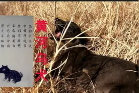 “四蹄真踏雪，养着欢和悦”，见识一下相狗大全所记载的黄河乌犬