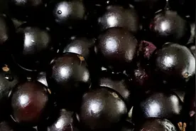 老公拿回家的水果，第一次见，像葡萄不知是什么果？视频封面