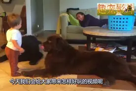 两只大狗趴在地上陪小主人玩,狗狗的举动令人暖心！画面十分有爱视频封面