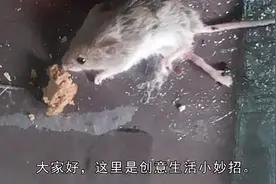 家里有老鼠不要急，教你灭鼠的有效土方法，简单安全，灭鼠速度快视频封面