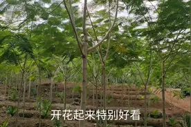 农民:种凤凰风景树开花特好看，650元一棵，风景树利润蛮大的视频封面