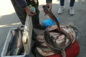 青岛胶州湾梭鱼丰收视频封面