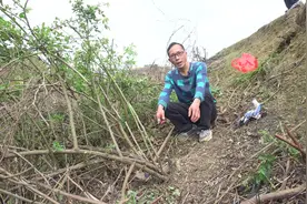 开车到30公里远的河边，就为了挖这棵野蔷薇根，大家看看值不值得视频封面