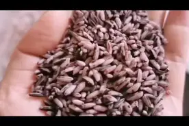 云南墨江紫米图片