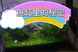 鱼缸为什么水浑浊，阿邱哥的小发明解决，5毛钱成本，简单直接。视频封面