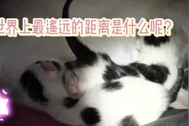 疫情下诞生的丑萌小猫，竟是美国布偶和白色中国田园猫的结晶！视频封面