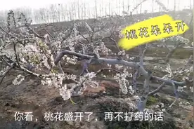 一年一度桃花开，带你来看五十亩的花海，还有桃花林中的神秘小屋视频封面