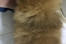狗狗喜欢舔臭脚丫视频封面
