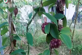 曼妙花朵其妙果实，天下第一奇果视频封面
