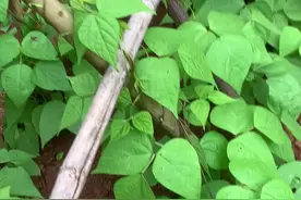 豆角种植病虫害防控技术图片