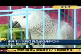 深圳一女子养了只鹦鹉当宠物，谁知它竟是濒危保护动物视频封面