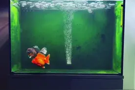 70x50x50清水绿苔小缸，只养了一红一黑两条金鱼，效果真好！