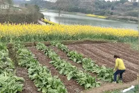 农村随处可见的牛皮菜拿来喂猪，人也可以吃，弄一背篼回去
