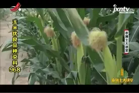 玉米种植4：京科968玉米早播能够提高产量，适宜的密度很重要视频封面