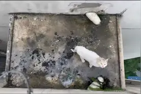 困34楼平台的小白猫反复横跳，求助人一度担心猫猫太蠢难以救援图片