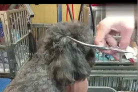 如何帮狗狗修剪耳朵，其实超级简单，看看你会吗？
