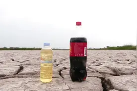 可乐配啤酒，鱼闻着味道就上来了，估计就成了醉鱼了视频封面