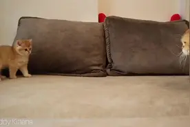 猫爸爸与它的儿子第一次见面……视频封面