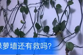 绿萝墙的叶子发黑发黄要掉光了，拜托救救这养了三年的绿萝吧视频封面