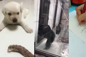 黑猩猩疯狂敲门，想出去，不想待在动物园里视频封面