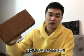 冬天乌龟用什么冬眠？1块椰砖就能搞定，够软还保湿。视频封面