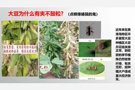 大豆 黄豆 为什么有夹不鼓粒？原因及其防治技术！蜂缘蝽危害虫害视频封面