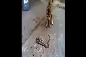 猫蛇大战：蛇永远斗不过猫！视频封面