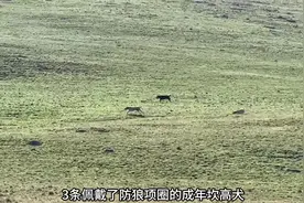 坎高犬驱赶狼，遭遇狼的埋伏，3匹狼伏击了2条精疲力尽的牧羊犬视频封面