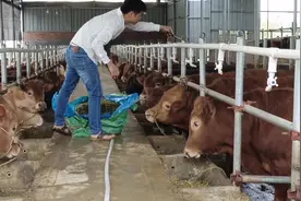 #三农 廉江最大肉牛养殖场400多头牛…#抖音助农 #养殖视频封面