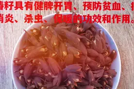 香椿籽香椿玲香玲籽的作用和功效#香玲籽#香椿籽#香椿玲视频封面